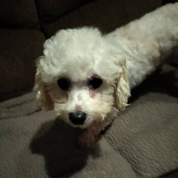Rescue Bichon Frise Dogs for Adoption in Harlem, Georgia - RACHEL | PetCurious