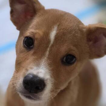 Lydia -  Boxer and Mixed Breed Dog for Adoption in Yucaipa, California - Lydia | PetCurious
