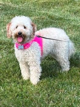 Journi -  Poodle and Golden Retriever Dog for Adoption in Berlin, New Jersey - Journi | PetCurious
