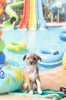 Ms. Frizzle -  Terrier Dog for Adoption in Warner Robins, Georgia - Ms. Frizzle | PetCurious