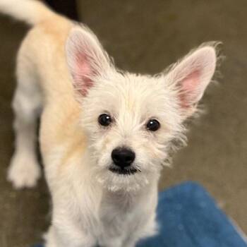 Terrier Dogs Available for Adoption in Burlingame, California - Pixel The Puppy! | PetCurious