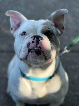 English Bulldog and French Bulldog Dogs Available for Adoption in Hawkestone, Ontario - Stitch | PetCurious