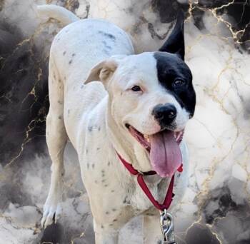 Terrier Dogs Available for Adoption in Columbia, Illinois - Snoop | PetCurious