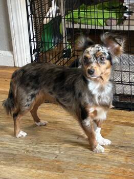 MOLLY (Tiny Mini) -  Australian Shepherd and Chihuahua Dog for Adoption in Rossford, Ohio - MOLLY (Tiny Mini) | PetCurious