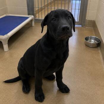 Trident (N. Gum) -  Labrador Retriever Dog for Adoption in Pine Bluff, Arkansas - Trident (N. Gum) | PetCurious