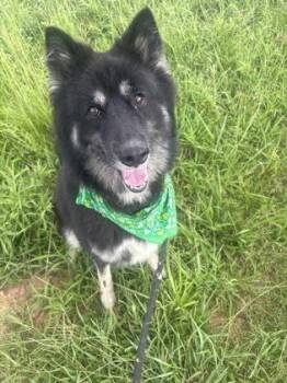 Kynzye -  Mixed Breed Dog for Adoption in Chamblee, Georgia - Kynzye | PetCurious