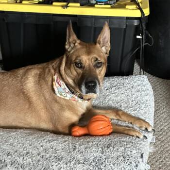 Reggie - Home to Home -  Australian Cattle Dog Blue Heeler and Mixed Breed Dog for Adoption in South Elgin, Illinois - Reggie - Home To Home | PetCurious