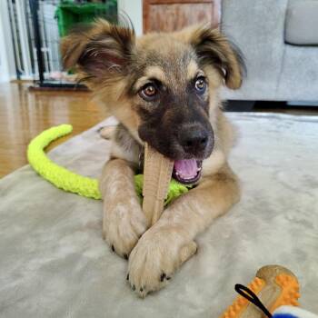 Zeke -  Australian Shepherd and Shepherd Dog for Adoption in Shakopee, Minnesota - Zeke | PetCurious