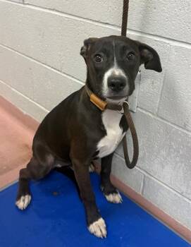 Rescue Mixed Breed Dogs for Adoption in Columbia, South Carolina - PRINCESS | PetCurious