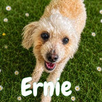 Ernie -  Mixed Breed and Miniature Poodle Dog for Adoption in Mississauga, Ontario - Ernie | PetCurious