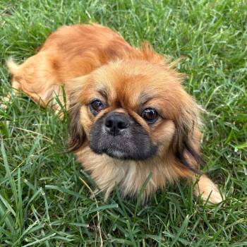 Sodapop Curtis -  Pekingese Dog for Adoption in Houston, Texas - Sodapop Curtis | PetCurious