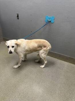 Labrador Retriever Dogs Available for Adoption - BRANDY | PetCurious