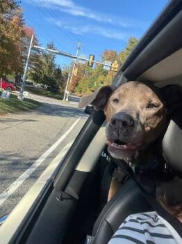 Rescue Mixed Breed Dogs for Adoption in West Chester, Pennsylvania - Carson | PetCurious