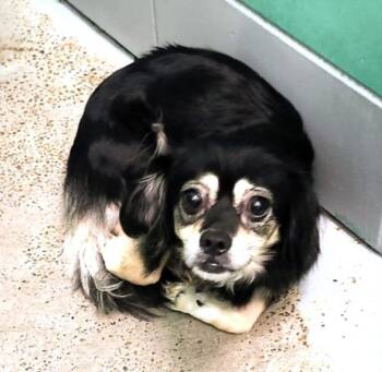 CHIQUITA -  Chihuahua and Mixed Breed Dog for Adoption in Houston, Texas - CHIQUITA | PetCurious