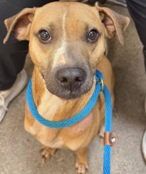 Terrier and Mixed Breed Dogs Available for Adoption in Honolulu, Hawaii - Ever | PetCurious