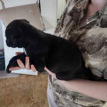 Labrador Retriever and Mixed Breed Dogs Available for Adoption - Cowboy 030402A | PetCurious