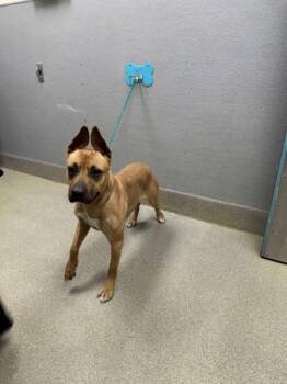 Pit Bull Terrier and Mixed Breed Dogs Available for Adoption - MORTISIA | PetCurious