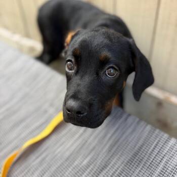 Rootbeer -  Rottweiler and Cane Corso Dog for Adoption in New Orleans, Louisiana - Rootbeer | PetCurious