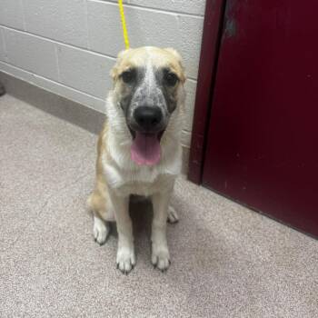 Loopy -  Mixed Breed Dog for Adoption in Ardmore, Oklahoma - Loopy | PetCurious