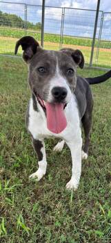 Pippin -  Pit Bull Terrier Dog for Adoption in Carmel Hamlet, New York - Pippin | PetCurious