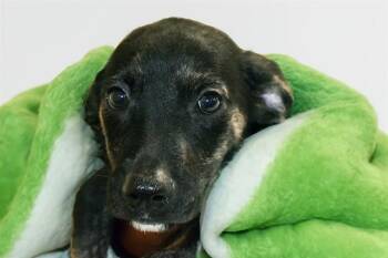 GEORGE -  Labrador Retriever and Mixed Breed Dog for Adoption in Fort Lauderdale, Florida - GEORGE | PetCurious