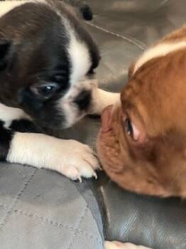 Lit -  Boston Terrier Dog for Sale in Holly, Michigan - Lit | PetCurious