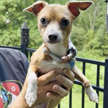 Rescue Chihuahua Dogs for Adoption in Niagara Falls, Ontario - Leo (20250801-03) ***Part Of A Bonded Pair*** | PetCurious