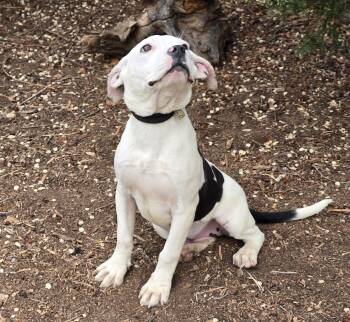 American Staffordshire Terrier Dogs Available for Adoption in North Valley, New Mexico - Sweet Lil Sister Panda~ DARLING Pup ! | PetCurious