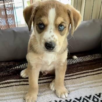 Buckwheat (Green collar) -  Australian Shepherd and Poodle Dog for Adoption in La Grange, Kentucky - Buckwheat (Green Collar) | PetCurious
