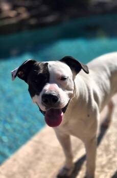 American Staffordshire Terrier Dogs Available for Adoption - Chance | PetCurious