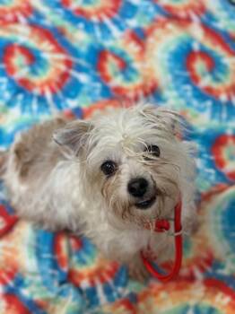 Liza -  Terrier Dog for Adoption in Myerstown, Pennsylvania - Liza | PetCurious