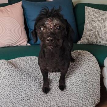 SY -  Shih Tzu and Mixed Breed Dog for Adoption - SY | PetCurious
