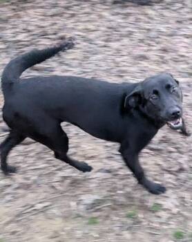 Labrador Retriever Dogs Available for Adoption - Reya | PetCurious