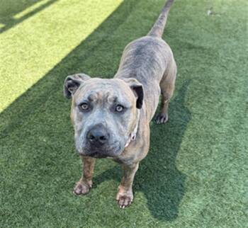 LUNA -  Mixed Breed Dog for Adoption in Dallas, Texas - LUNA | PetCurious