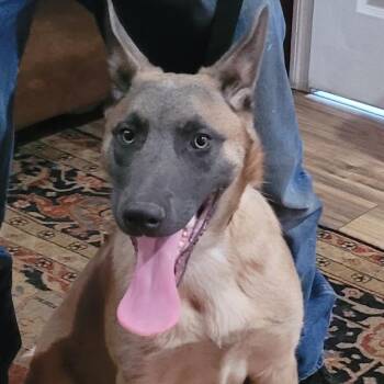 Belgian Shepherd Malinois Dogs Available for Adoption - Riddick | PetCurious