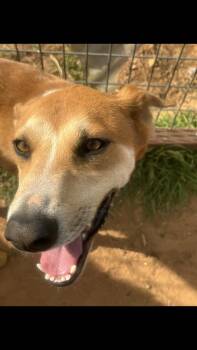 Cupcake -  Shepherd Dog for Adoption - Cupcake | PetCurious