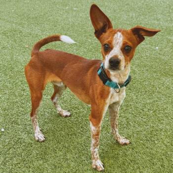 Chihuahua Dogs Available for Adoption in Hays, Kansas - Buster | PetCurious