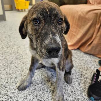 Gibson -  Anatolian Shepherd and Mixed Breed Dog for Adoption in Madisonville, Tennessee - Gibson | PetCurious