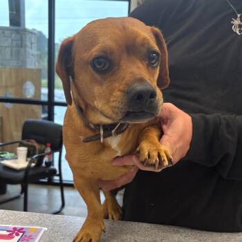 Crouton -  Pug and Mixed Breed Dog for Adoption in Marshall, Texas - Crouton | PetCurious