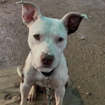Pit Bull Terrier Dogs Available for Adoption in Austin, Texas - Jorbee | PetCurious
