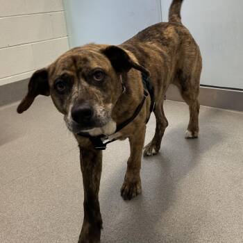 Mixed Breed Dogs Available for Adoption in Hilliard, Ohio - Luca | PetCurious