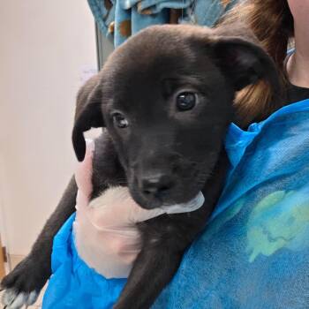 Parel -  Mixed Breed Dog for Adoption in Charleston, West Virginia - Parel | PetCurious