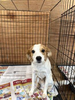 Terrier Dogs Available for Adoption in Lawrenceburg, Tennessee - Finn | PetCurious