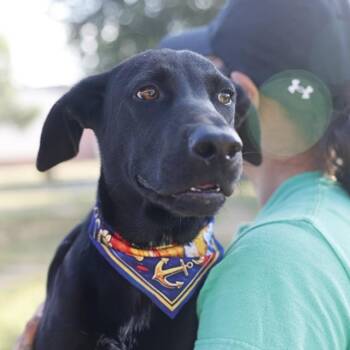 DAKOTA -  Labrador Retriever Dog for Adoption in San Antonio, Texas - DAKOTA | PetCurious