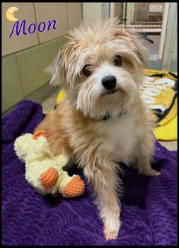 Moon -  Australian Shepherd Dog for Adoption in Shippenville, Pennsylvania - Moon | PetCurious