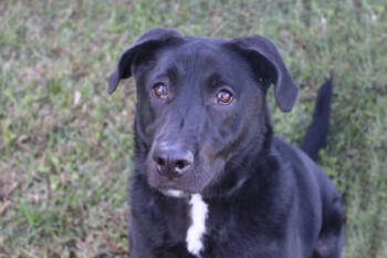 Rescue Shepherd and Labrador Retriever Dogs for Adoption in Kansas City, Missouri - Pine | PetCurious