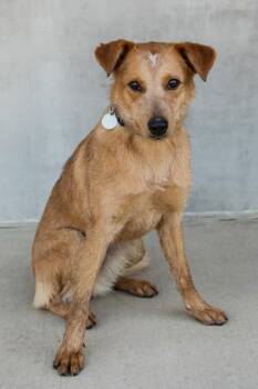 Momo -  Mixed Breed Dog for Adoption in Longmont, Colorado - Momo | PetCurious
