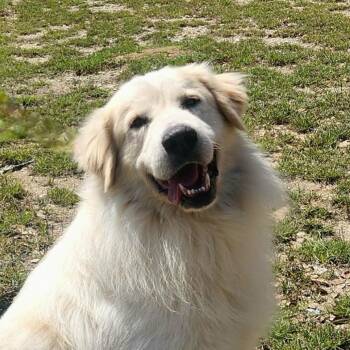 Great Pyrenees Dogs Available for Adoption - Mr. Peabody JuM | PetCurious