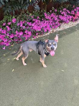 Pit Bull Terrier Dogs Available for Adoption in Alafaya, Florida - Wiggles | PetCurious