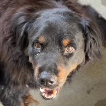 Flannel A2017770 -  Mixed Breed Dog for Adoption in Los Angeles, California - Flannel A2017770 | PetCurious